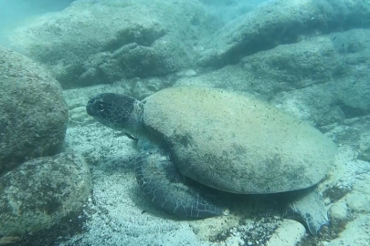 Caretta carettaların yaşam alanı işgal altında: Antalya sahillerinde ısırma vakaları artıyor
