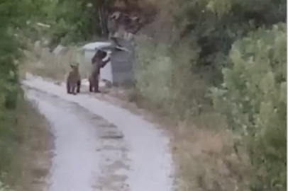 Tokat’ta ayı ziyareti: “Gülümseyin” dedi, anı ölümsüzleştirdi