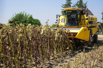 Osmaniye'de ayçiçeği hasadı