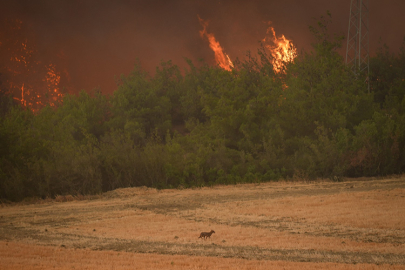 Sakarya ve Bilecik’te orman yangını korkuttu: 4 köy boşaltıldı, hasar ve yoğun müdahale sürüyor