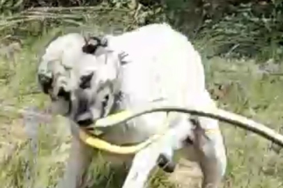 Sivas’ta kangal köpeği 2 metrelik yılanı ağaca tırmanarak etkisiz hale getirdi
