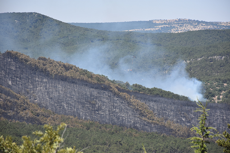orman yanıgını 