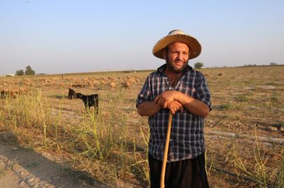 50 derece sıcakta hayvan otlatıyorlar