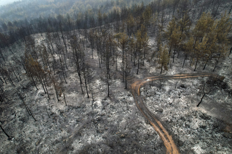 sakarya orman yangını