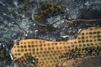 Sakarya-Bilecik orman yangınında yüzlerce hektar kül oldu