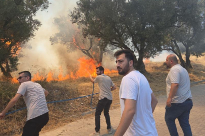 Bursa'da 20 zeytin ağacı yandı: 2 çocuk gözaltında