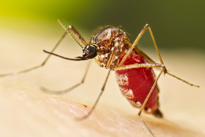 DSÖ'den chikungunya alarmı: 5,6 milyar kişi risk altında!