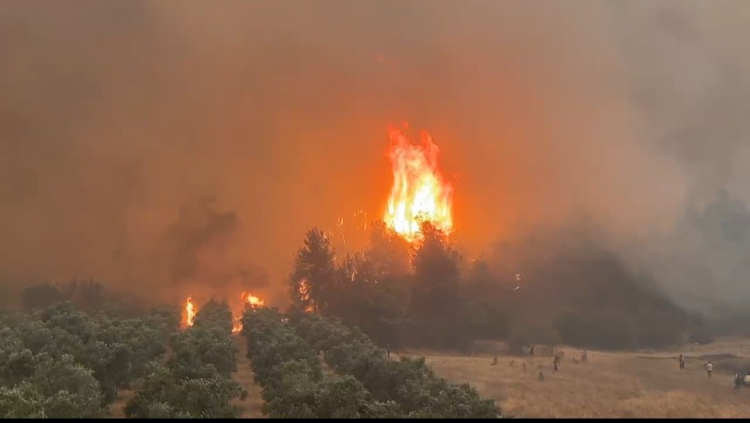 bilecik orman yangını