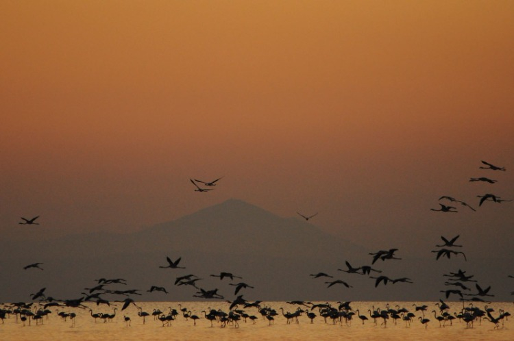 DÜNYADA BAŞKA YERDE YOK: ENDEMİK BİTKİLERİN GEN BANKASI