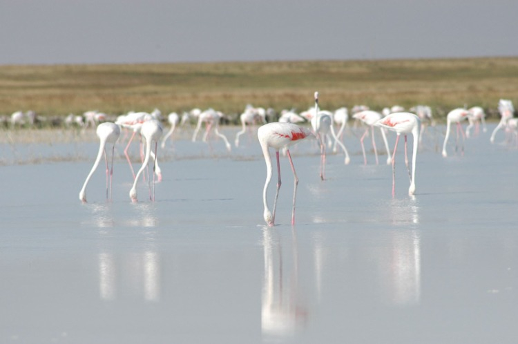YÜZLERCE KUŞ TÜRÜNÜN EVİ: FLAMİNGOLARIN DANSI