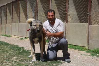 Kangal köpekleri iri cüssesiyle korku, merhametiyle güven veriyor