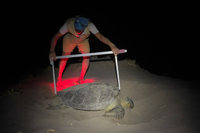 WWF-Türkiye’nin kaplumbağa seferberliği ikinci nesille taçlandı