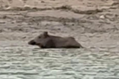 Adana’da sıcak havasından bunalan yaban domuzu Seyhan Baraj Gölü’nde serinledi
