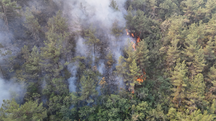 orman yangını