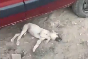 Sivas'ta yavru köpeğe dakikalarca işkence uygulayan zanlıya para cezası verildi