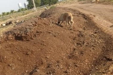 Adana Bahçeşehir Mahallesi’nde tavuk pisliği kokusu vatandaşı çileden çıkardı