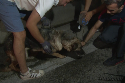 Bursa'daki yangından etkilenen hayvanlar böyle kurtarıldı