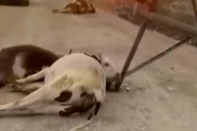 Diyarbakır Lice’de fırtına elektrik direğini devrildi: 6 büyükbaş hayvan telef oldu