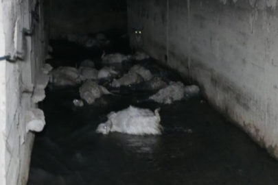 Kırıkkale'de iki ayrı besicinin 210 hayvanı telef oldu