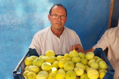 Mersin Mut’ta beyaz incir fiyatları üreticiyi sevindirdi