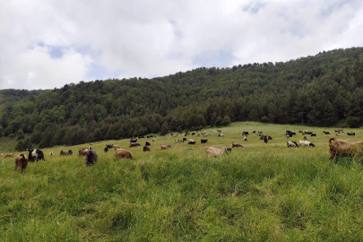 Ormanlara giriş yasağı ve yangınla mücadele sürüyor