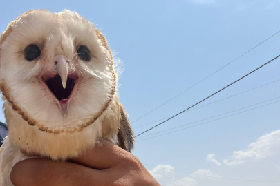 Sıcaktan bunalan baykuş, ev sahibinin misafiri oldu