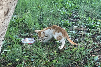 Adana’da kavurucu sıcaklar hem insanları hem sokak hayvanlarını zorluyor