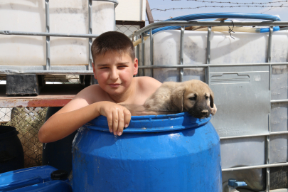 Sivas’ta sıcaktan bunalan çocuk ve kangal aynı varilin içinde serinledi