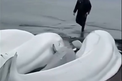 Rusya'da deprem sonrası Japonya’da kıyıya vuran balinalar dikkat çekti