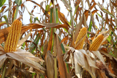 Adana’da mısır hasadı başladı: Rekolte yüz güldürdü, gözler fiyat açıklamasında