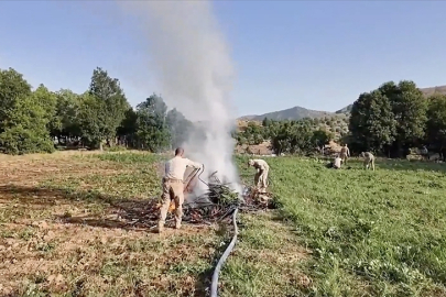 Diyarbakır'da 4 milyon 459 bin kök kenevir ve skunk ele geçirildi