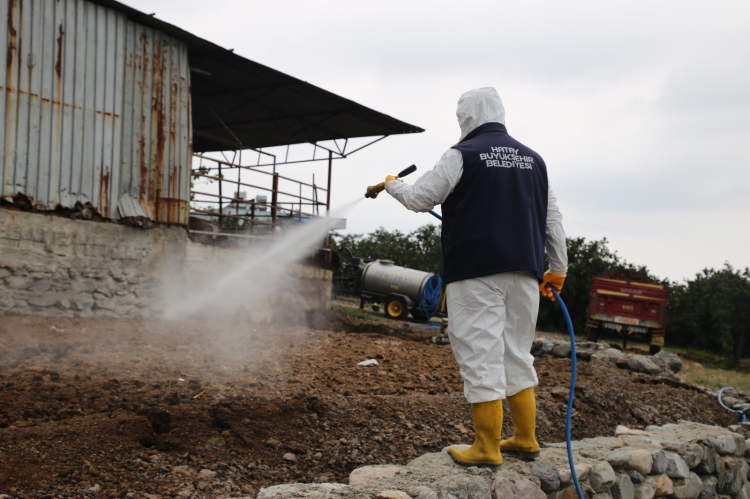 Hatay’da Akdeniz meyve sineğine karşı ilaçlama seferberliği 2