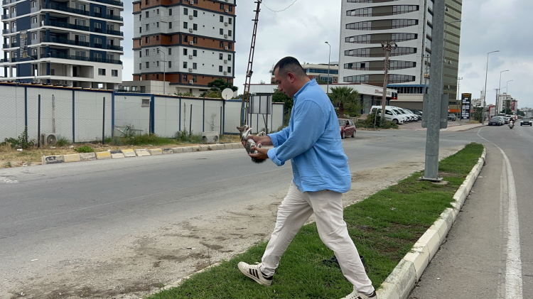 Hatay'da yolun ortasında kalan yavru kedi minibüs şoförünün dikkatiyle kurtarıldı 3