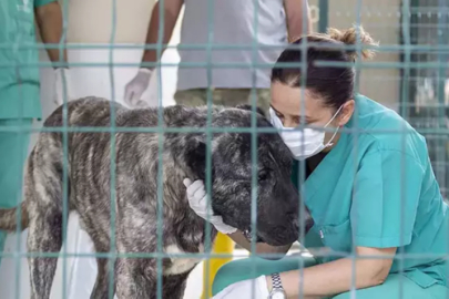 Mersin'de "bakımevindeki hayvanların öldüğü" iddiasına belediyeden açıklama