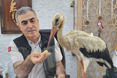 Orman yangınlarından kaçan yaralı leylek Mersin’de koruma altına alındı