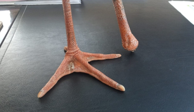 Orman yangınlarından kaçan yaralı leylek Mersin’de koruma altına alındı 2