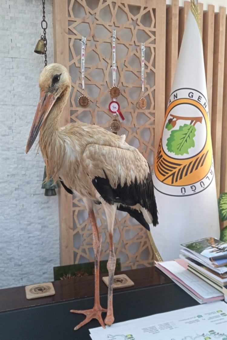 Orman yangınlarından kaçan yaralı leylek Mersin’de koruma altına alındı 3