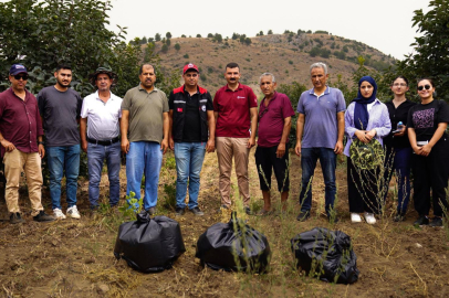 Adana İl Tarım ve Orman Müdürlüğü’nden meyve sineğine karşı yeni önlem