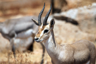 Danıştay kararı çevrecileri sevindirdi