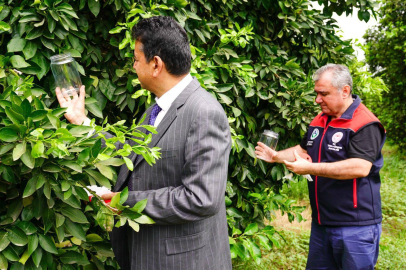 Adana’da kimyasal yerine doğal çözüm: Faydalı böceklerle tarımsal mücadele