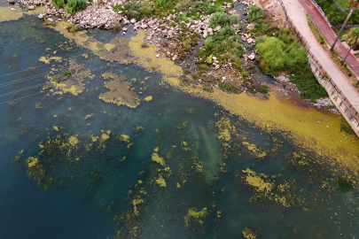 Adana Seyhan Nehri'ni yosun kapladı