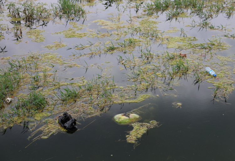 Adana Seyhan Nehri'ni yosun kapladı 4