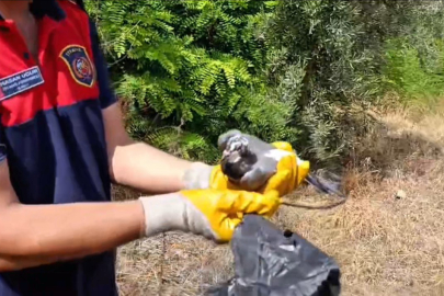 Hatay’da poşete dolanarak ağaca takılan kuş kurtarıldı