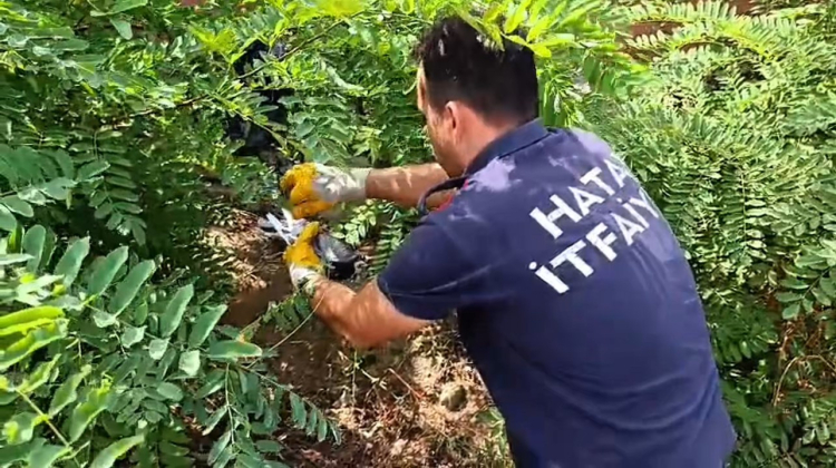 Hatay’da poşete dolanarak ağaca takılan kuş kurtarıldı 2