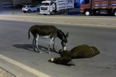 Mardin'de yürekleri sızlatan anlar: Otomobilin çarptığı annesinin başından ayrılmadı