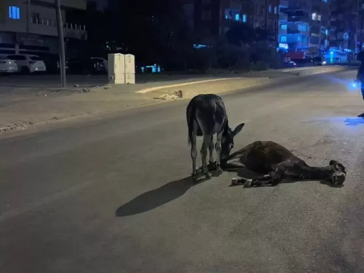 Mardin'de yürekleri sızlatan anlar Otomobilin çarptığı annesinin başından ayrılmadı 2