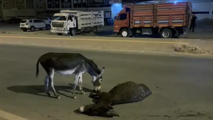 Mardin'de yürekleri sızlatan anlar Otomobilin çarptığı annesinin başından ayrılmadı 3