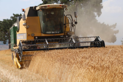 Adana Saimbeyli’de 60 dönüm atıl araziye buğday eki̇ldi, verim yüz güldürdü