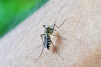 Çin'de 'Chikungunya' virüsü alarmı: Sivrisinek kaynaklı vaka sayısı 7 bini aştı