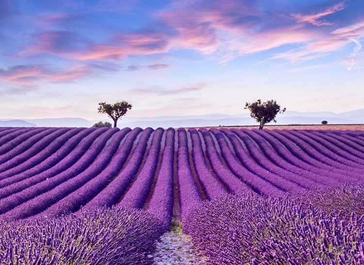 Provence, Fransa